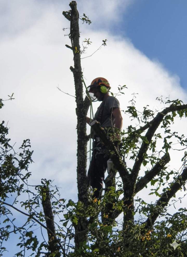 Taille d’arbres Périgueux