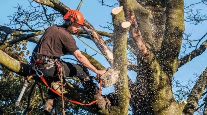 Élagueur-grimpeur à Périgueux