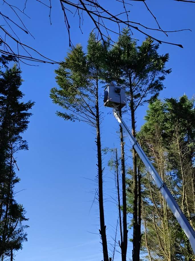 Élagage professionnel Périgueux