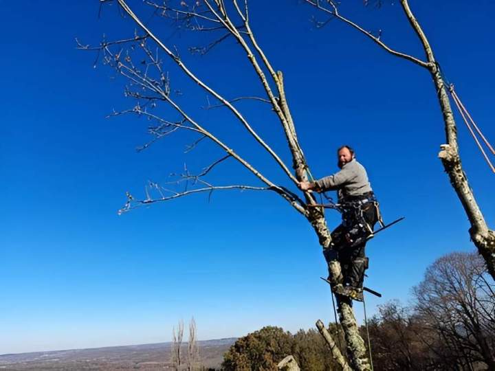Élagage d’arbres Périgueux
