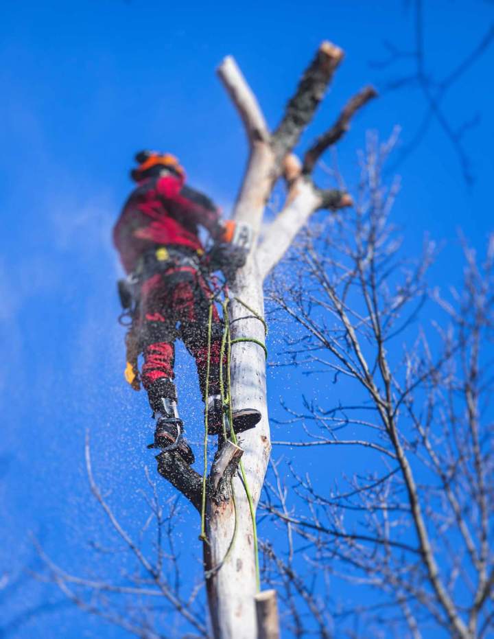 Élagage arbres de grande taille Périgueux