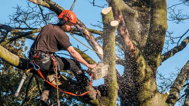 Élagage professionnel Périgueux