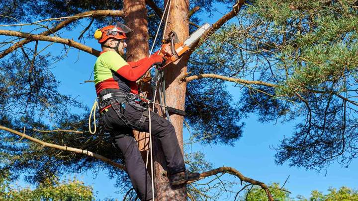 Services d’élagage professionnel Périgueux